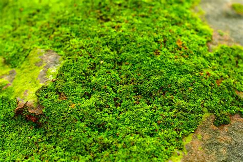 苔蘚養殖|苔蘚養殖也有竅門